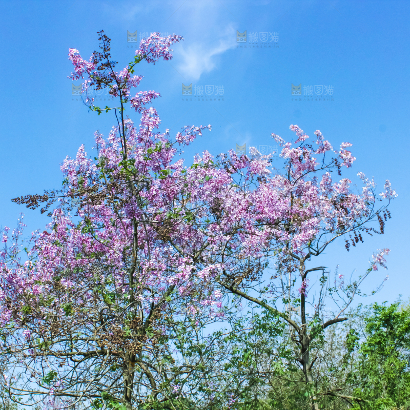 洋槐树上开着花