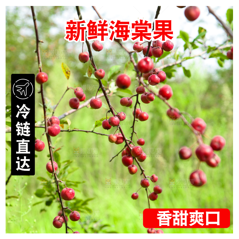 树上挂着海棠果