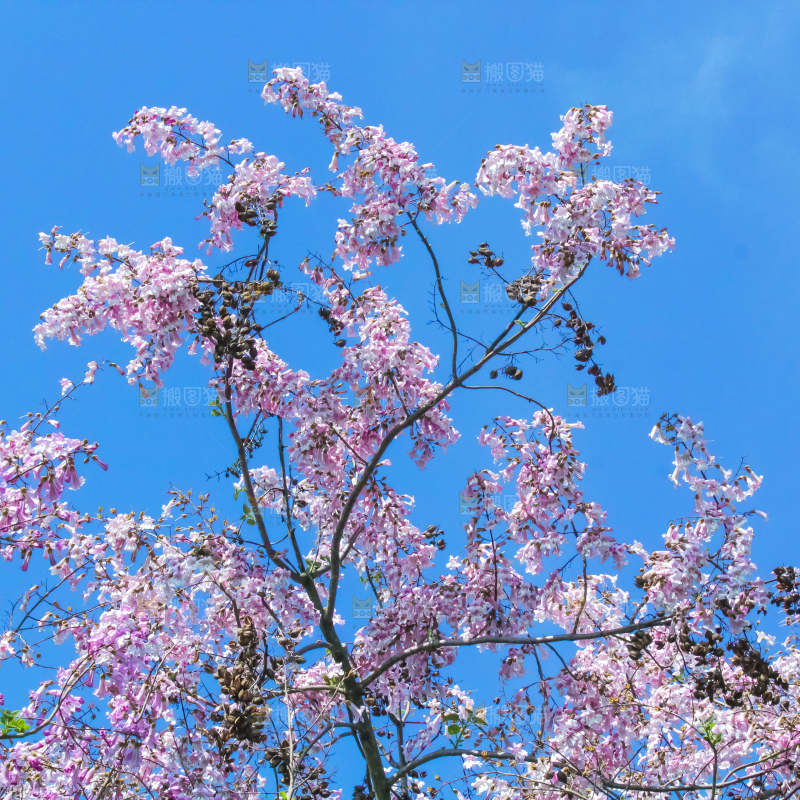 洋槐树上开着花