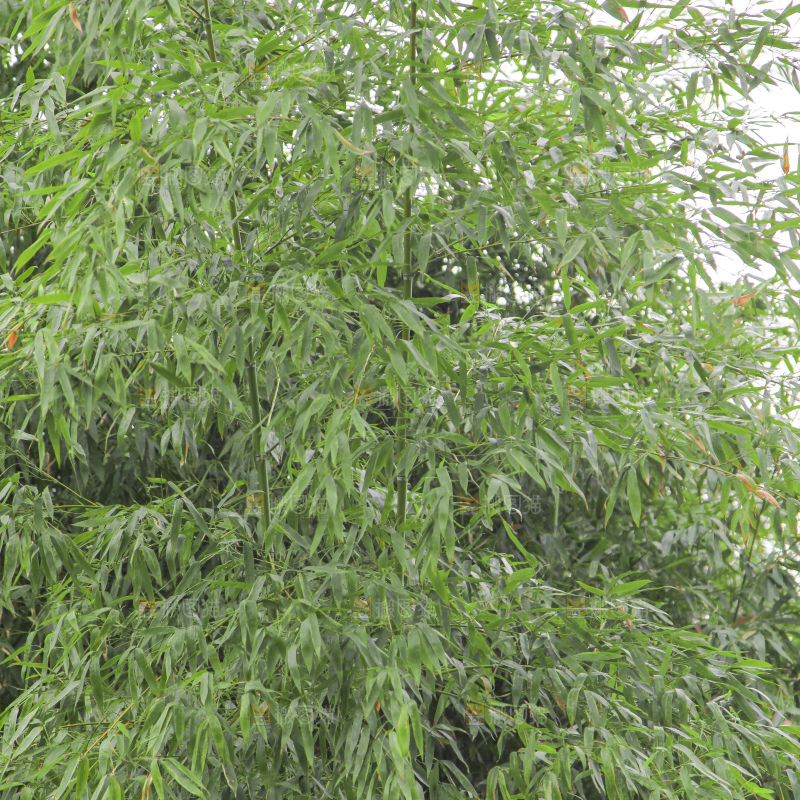 一片竹林