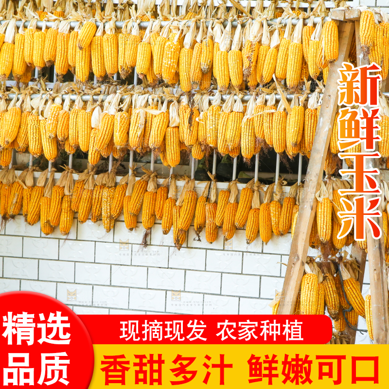 户外晒着玉米