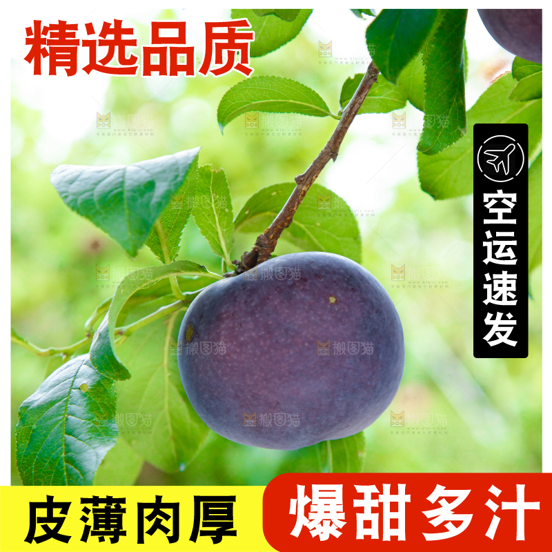 树上挂着黑布李