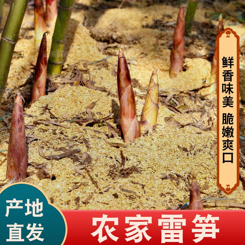 竹林里的雷笋