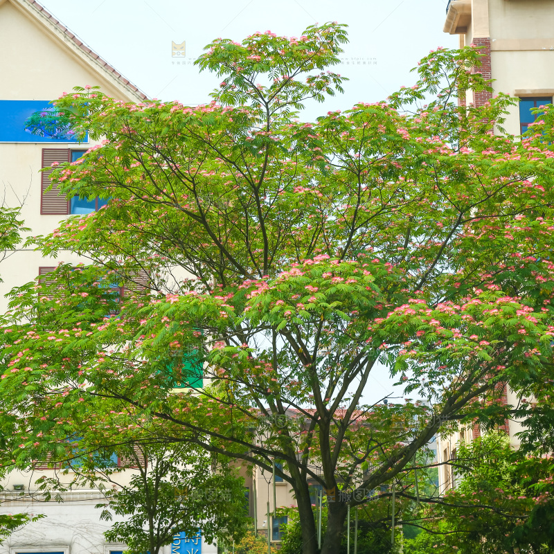 合欢树绿植