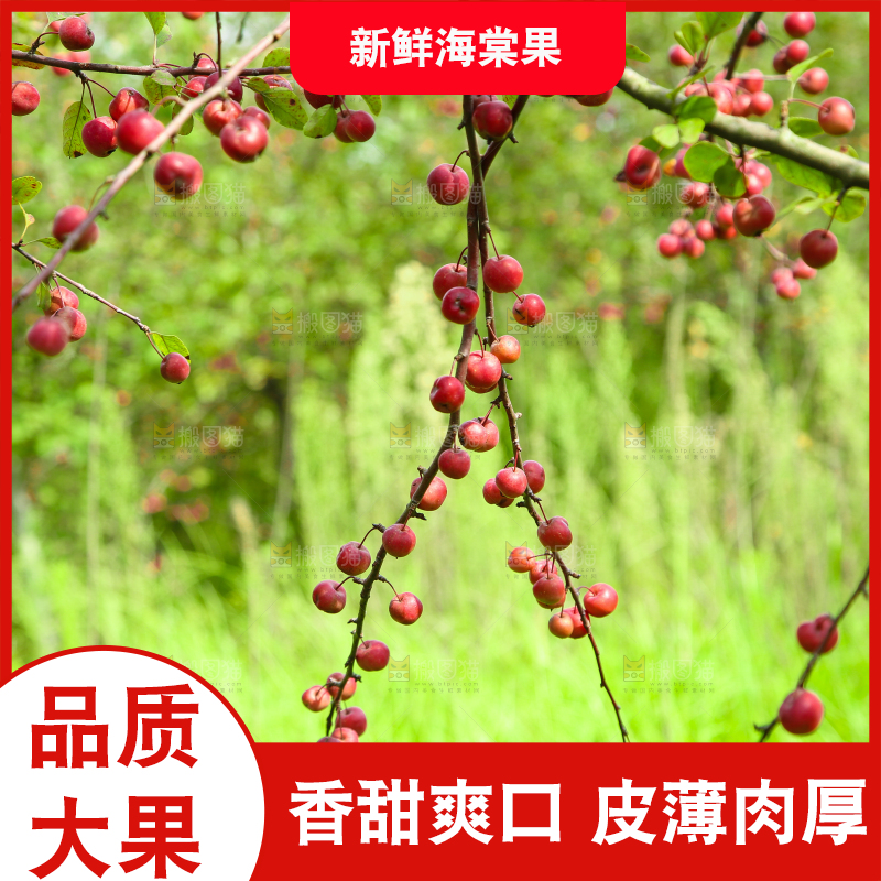 树上挂着海棠果