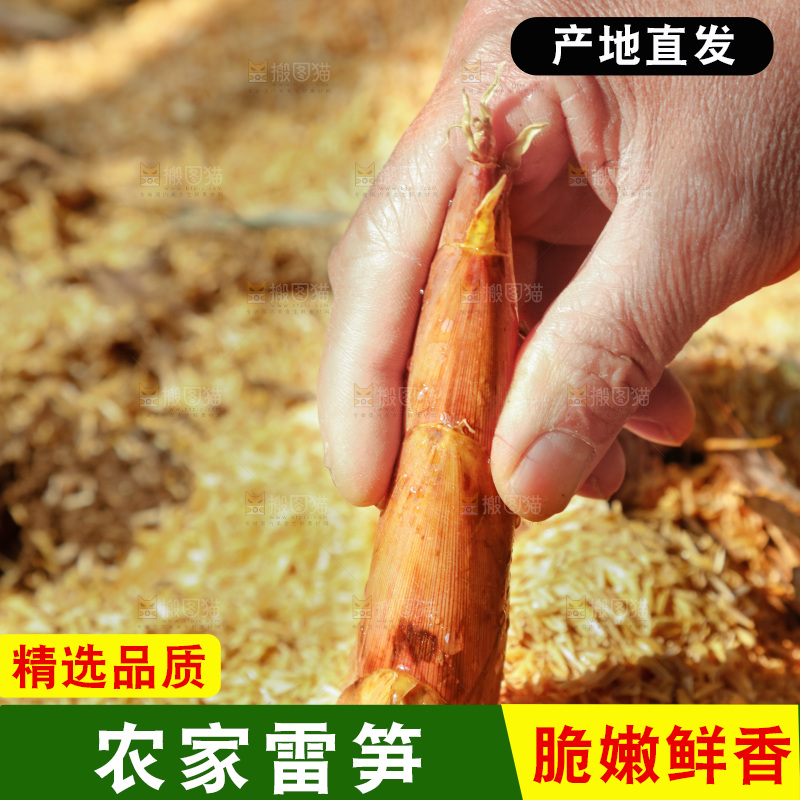 竹林里的雷笋