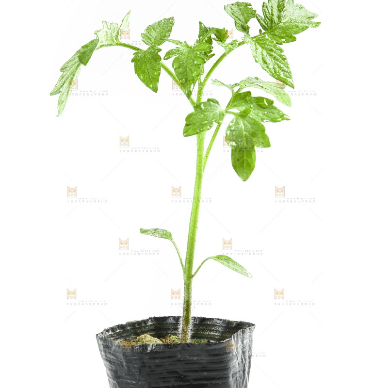 白底上的番茄苗