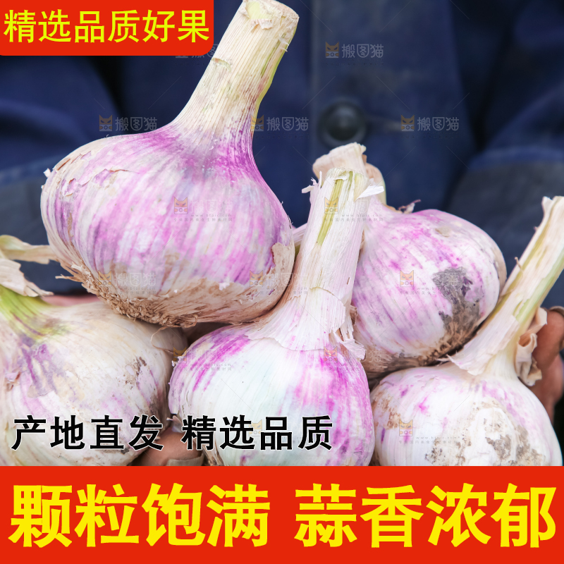 农民正在收大蒜