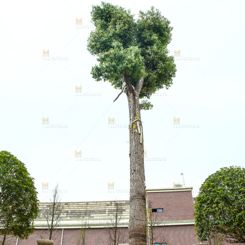 草地上种植的大树