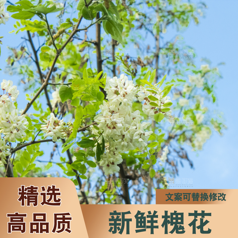 槐树槐花