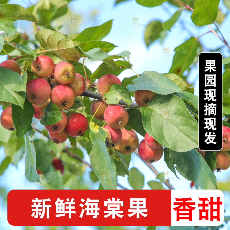 树上挂着海棠果