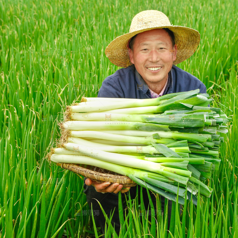 农民手里拿着大葱