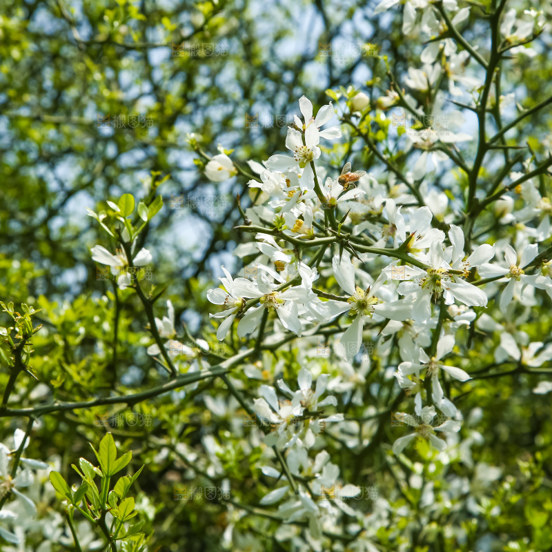 一片茂盛的花朵