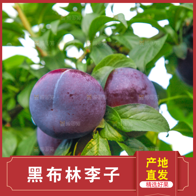 树上挂着黑布李