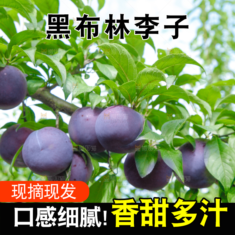 树上挂着黑布李