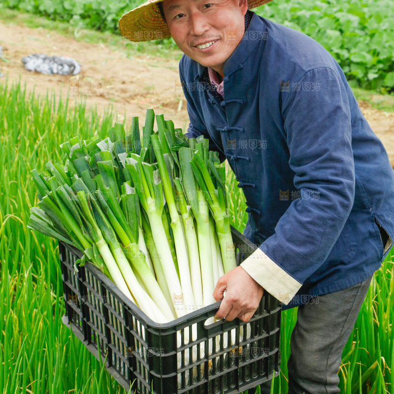 农民手里拿着大葱