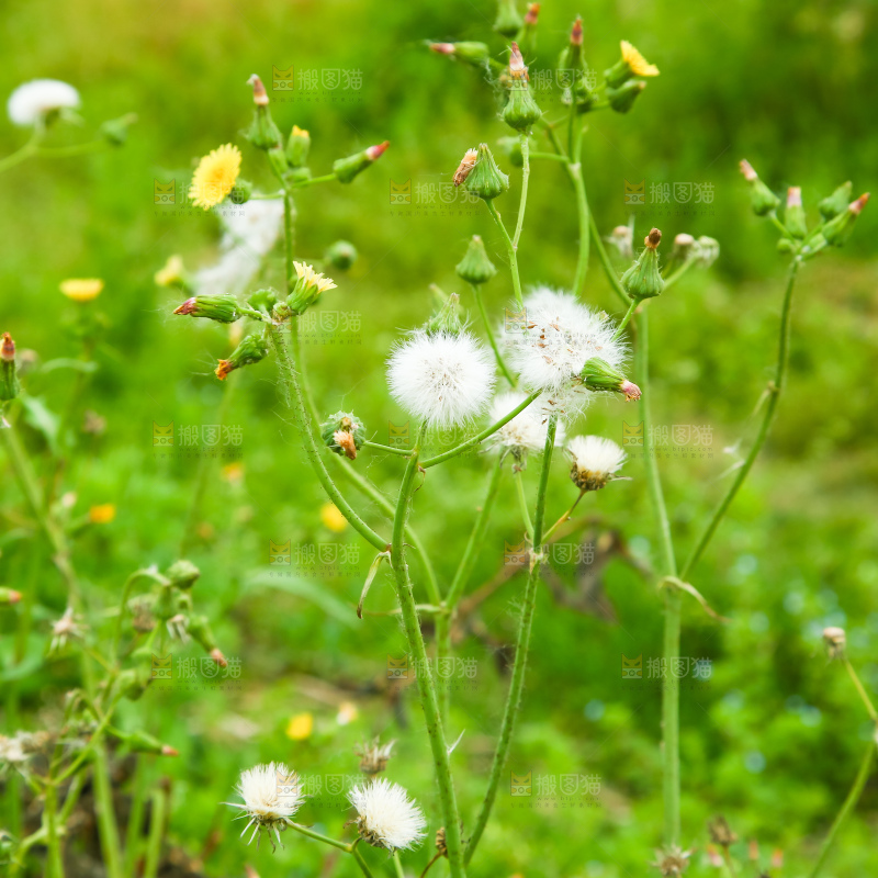 一片野草