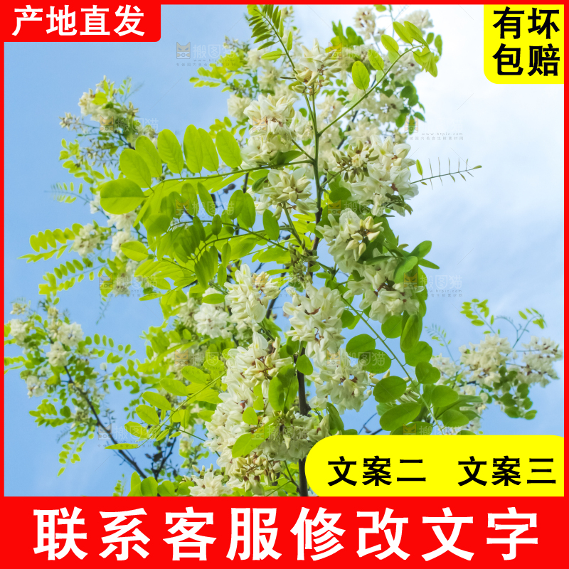 槐树槐花