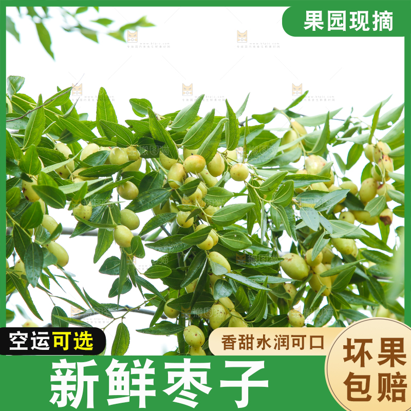 树上的枣子