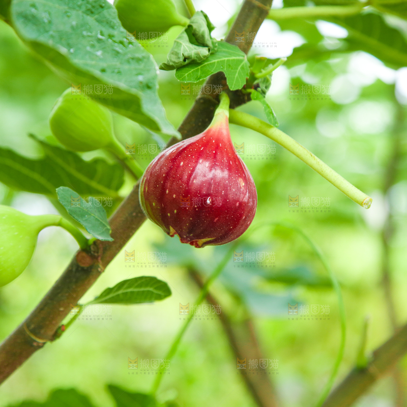 户外的无花果树