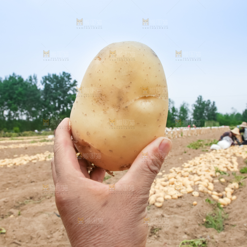 农民在收土豆