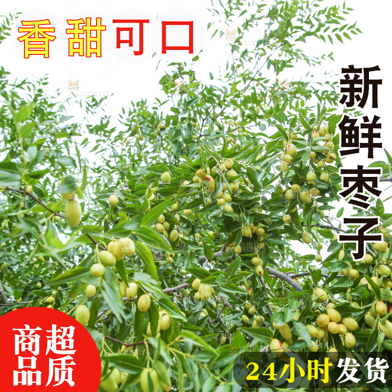 树上的枣子