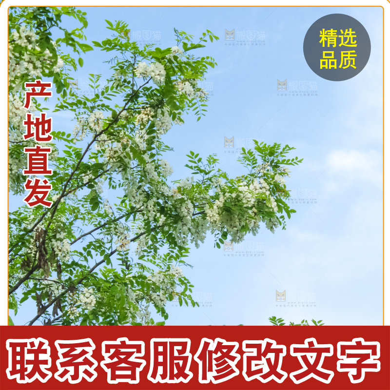 槐树槐花