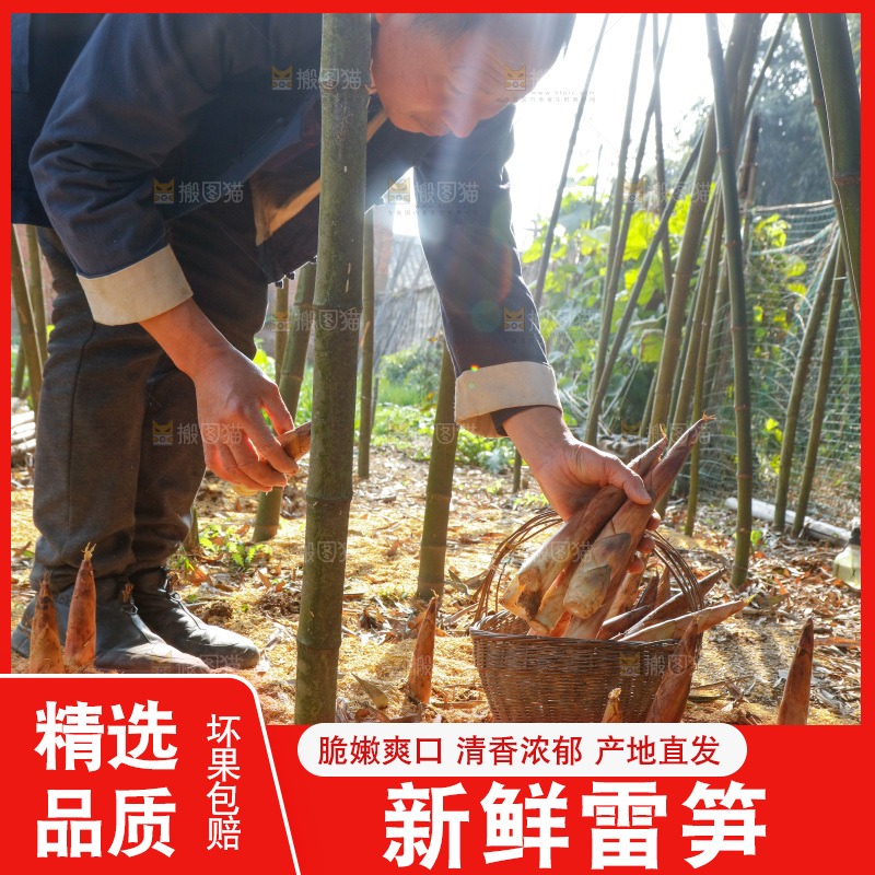 竹林里的雷笋