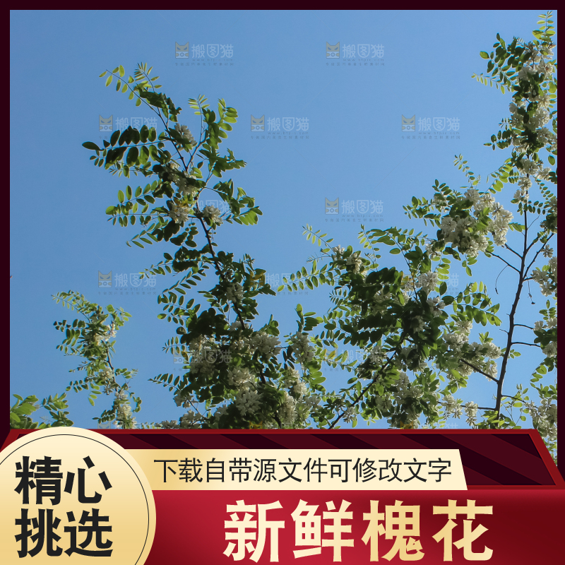 槐树槐花