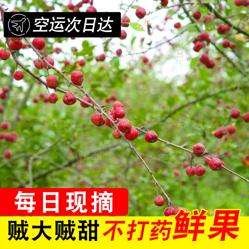 树上挂着海棠果