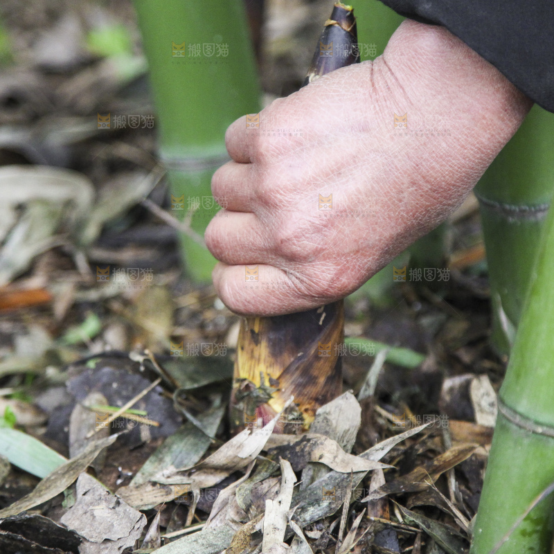 农民正在挖竹笋