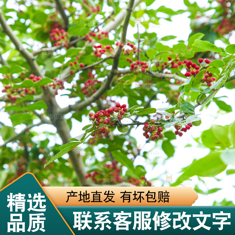 树上的花椒