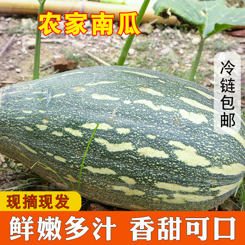 地里的南瓜