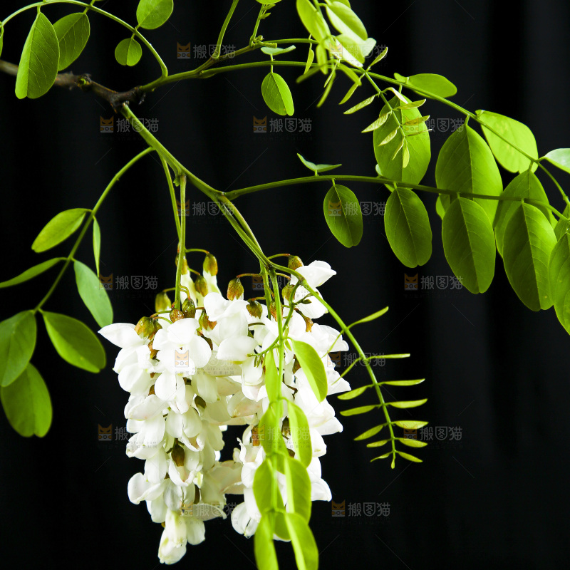 黑底上的槐树花