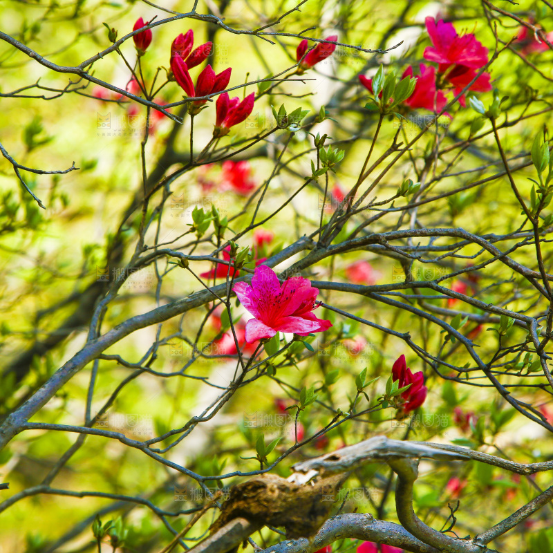 树枝上的花朵