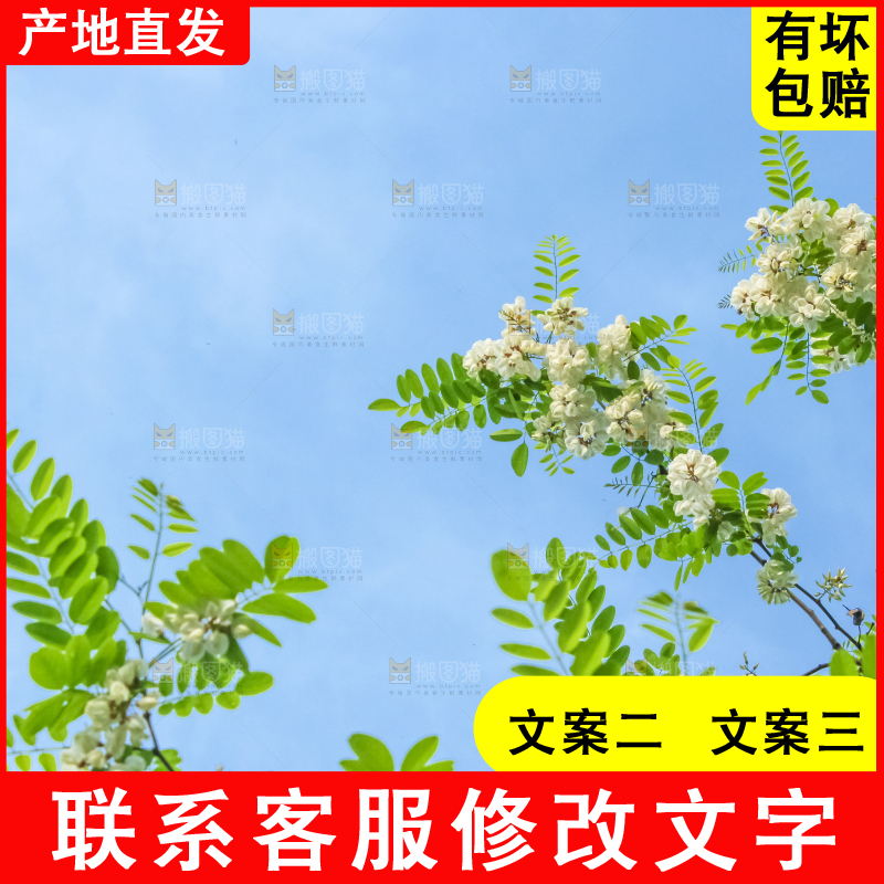 槐树槐花