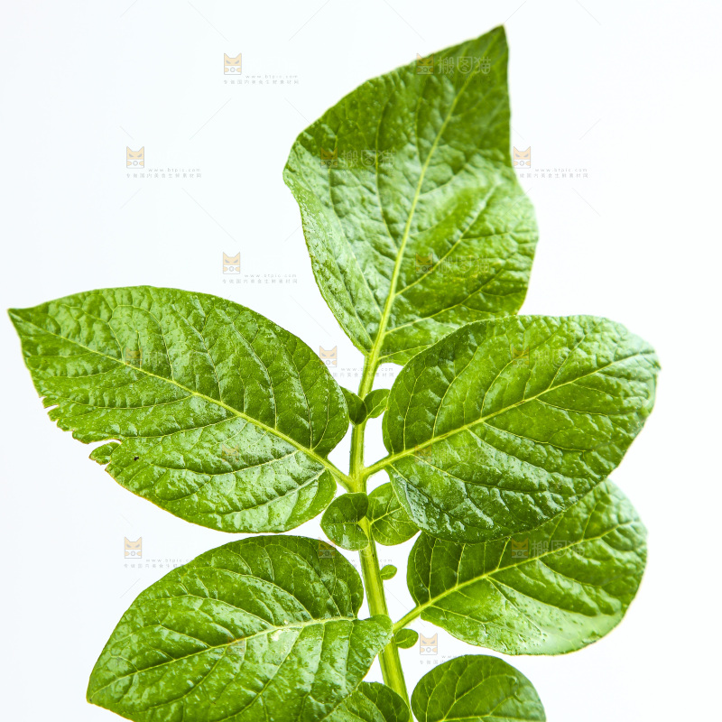 白底上的土豆叶