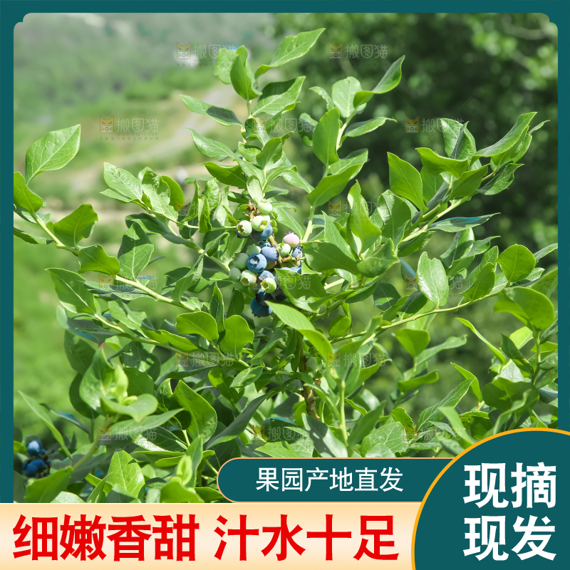 水果园里种着蓝莓