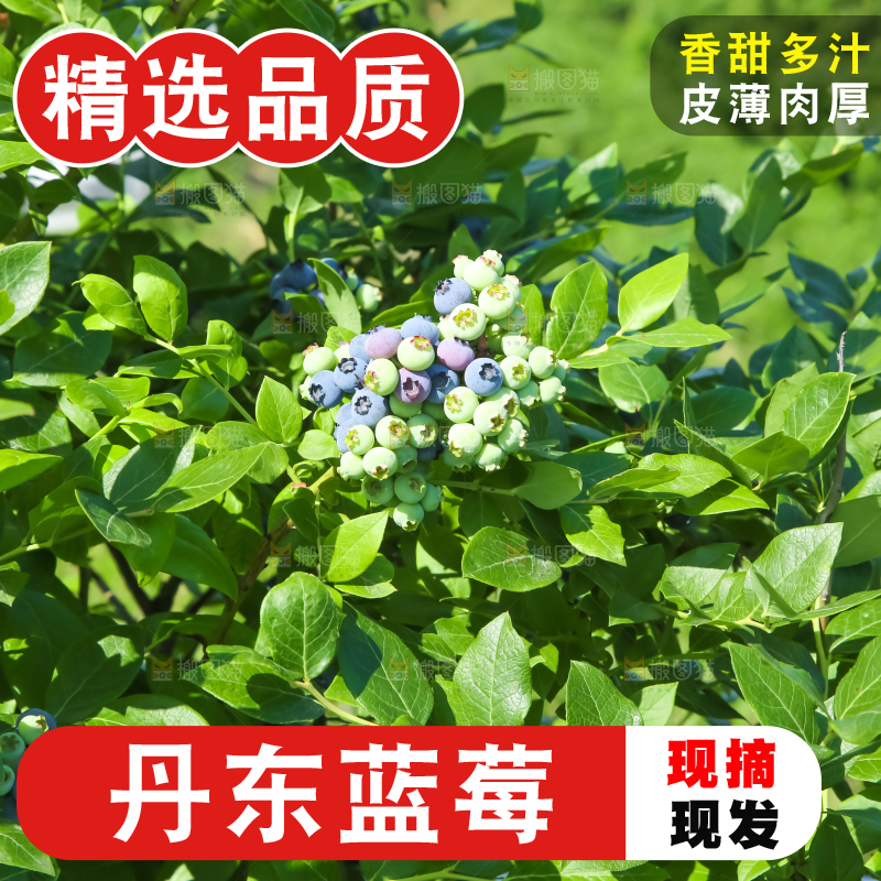 农民正在采摘蓝莓