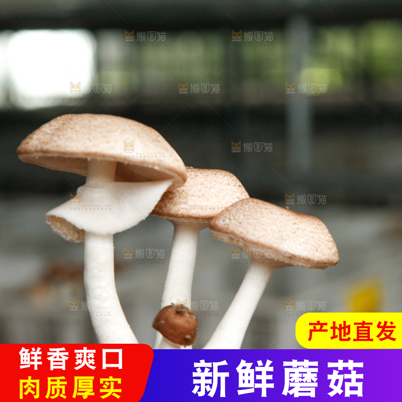 土里的蘑菇