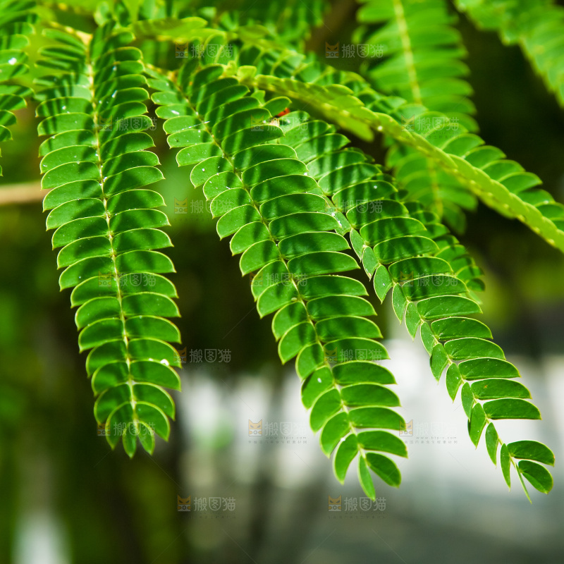合欢树绿植