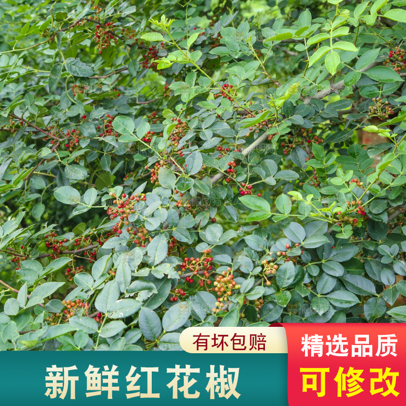 树上的花椒