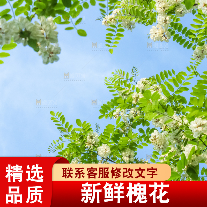 槐树槐花