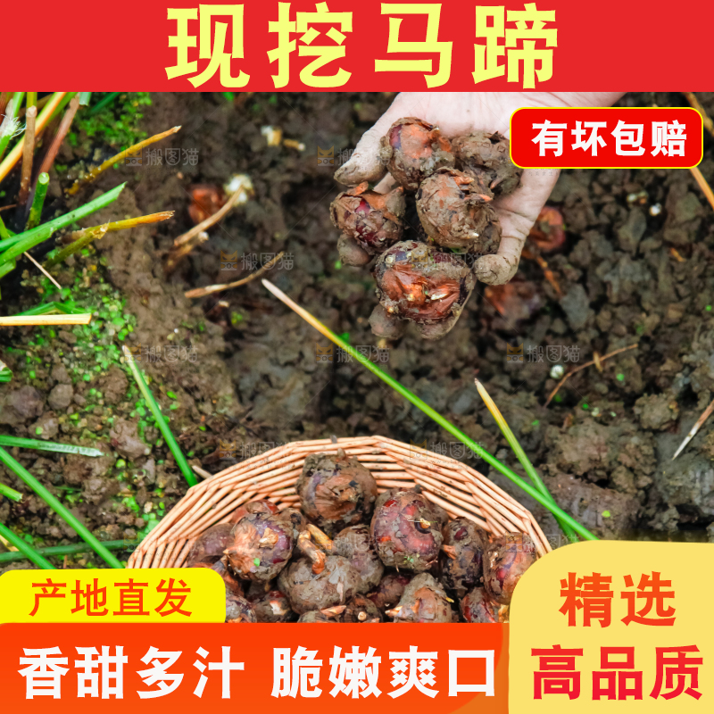 农民正在挖马蹄