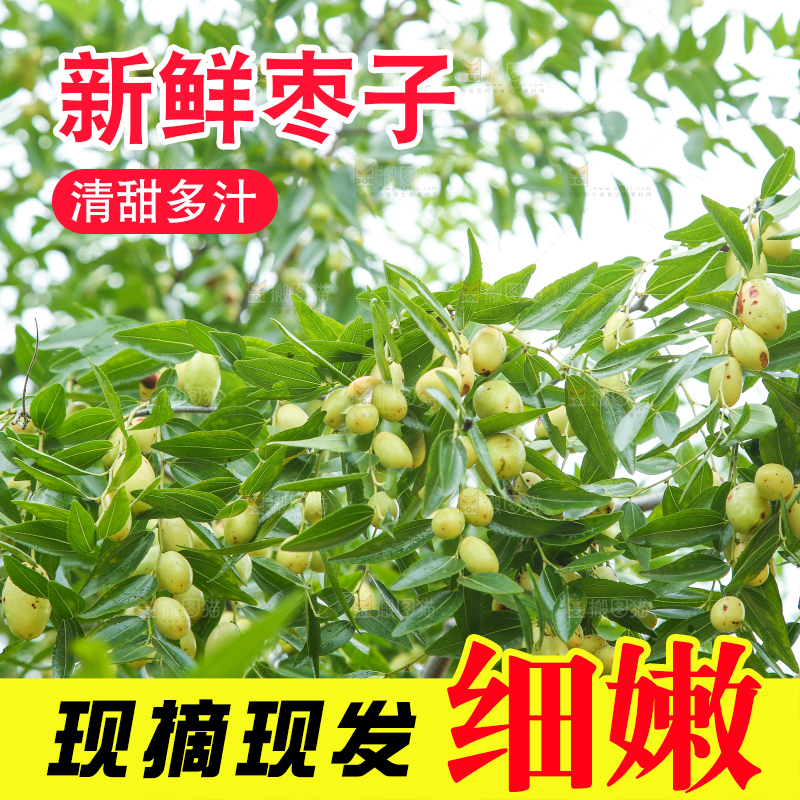 树上的枣子