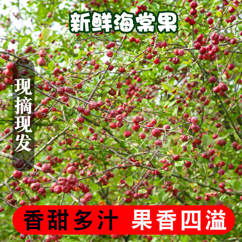 树上挂着海棠果
