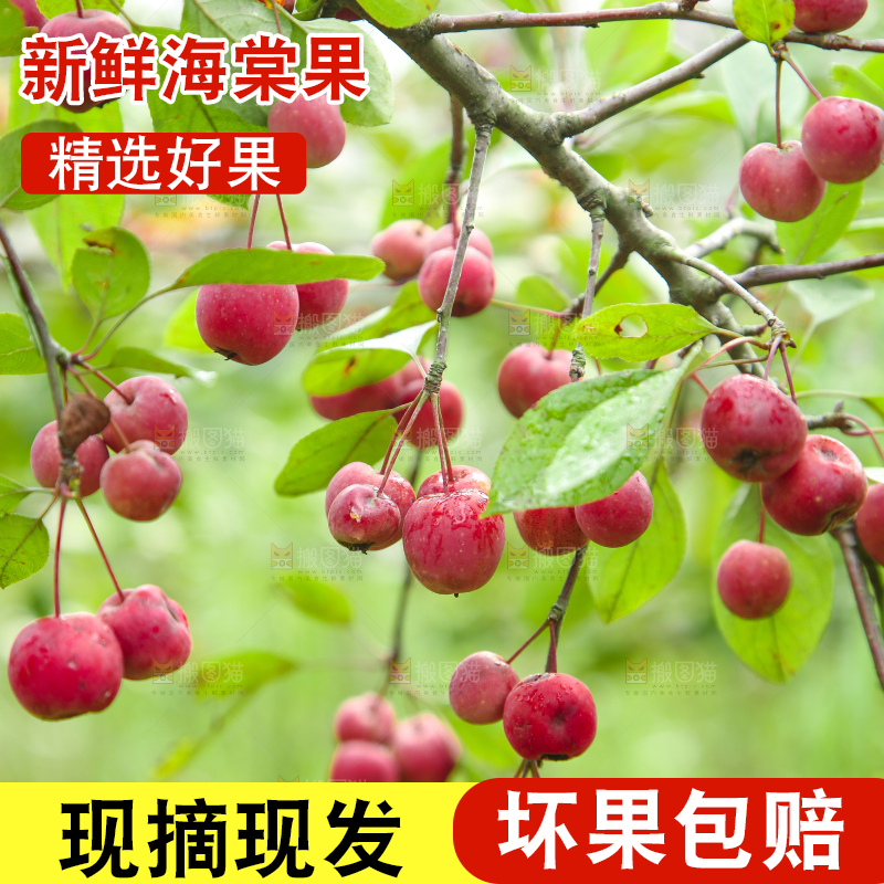 树上挂着海棠果