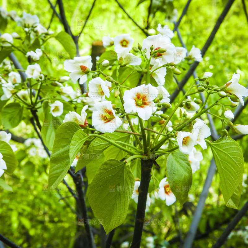 树枝上的花朵