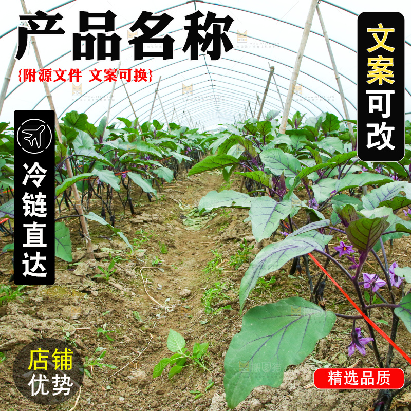 茄子大棚种植