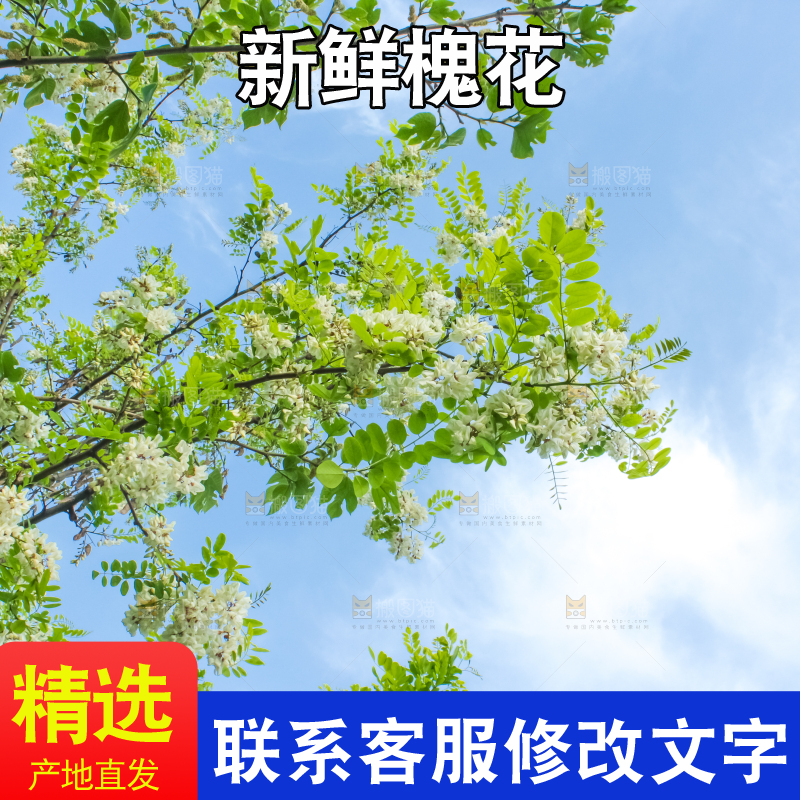 槐树槐花